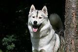 SIBERIAN HUSKY 985